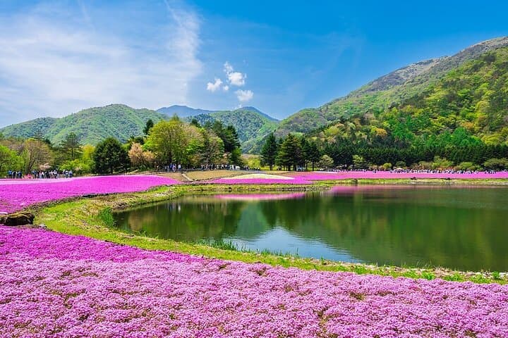 Season Special: Private Mt. Fuji Shibazakura Spring Tour — photo 20