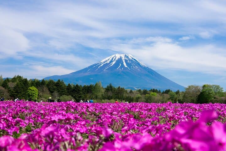 Season Special: Private Mt. Fuji Shibazakura Spring Tour — photo 12