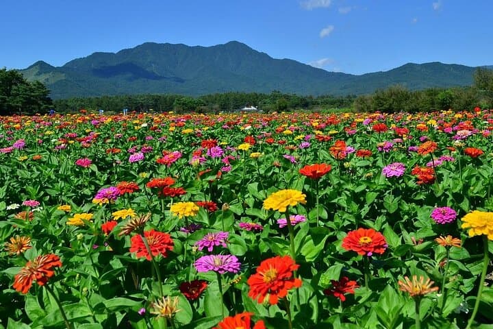 Season Special: Private Mt. Fuji Shibazakura Spring Tour — photo 15