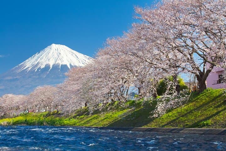 Season Special: Private Mt. Fuji Shibazakura Spring Tour — photo 16