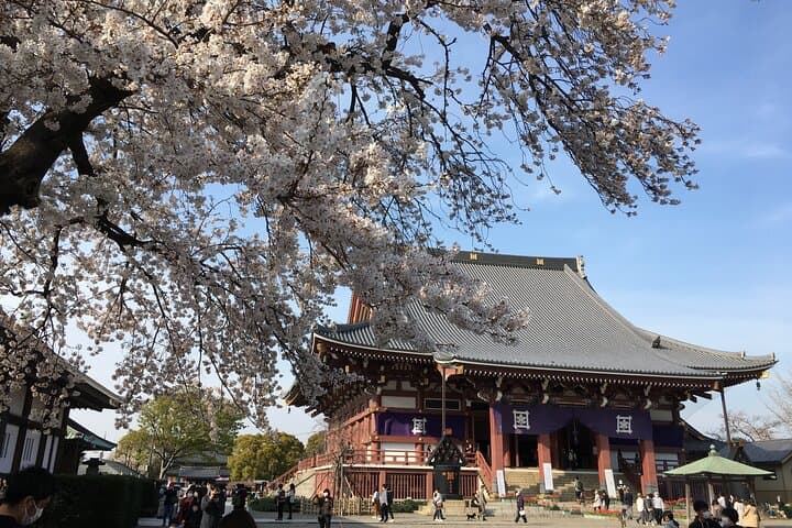 Experience a day Like a Local: Miso-soup Making & Sakura Viewing — photo 1