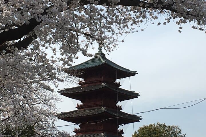 Experience a day Like a Local: Miso-soup Making & Sakura Viewing — photo 3