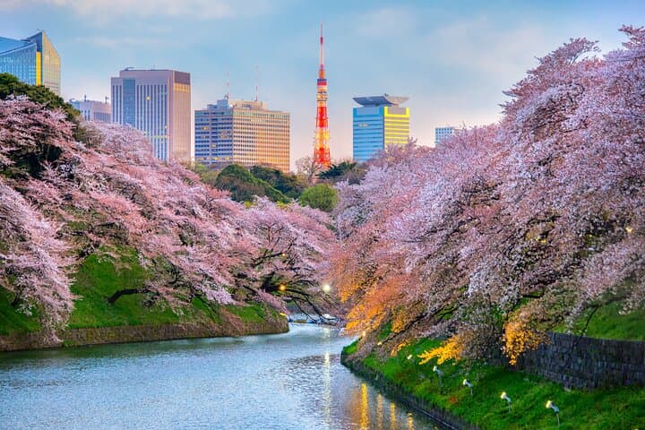 Tokyo Private Tour by Vehicle with English-Speaking Chauffeur — photo 5