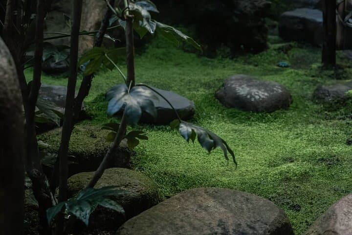 Kimono Tea Ceremony at Kyoto Maikoya, Karasuma Shijo — photo 4