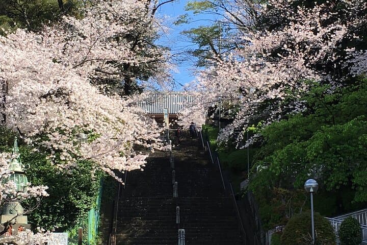 Experience a day Like a Local: Miso-soup Making & Sakura Viewing — photo 16