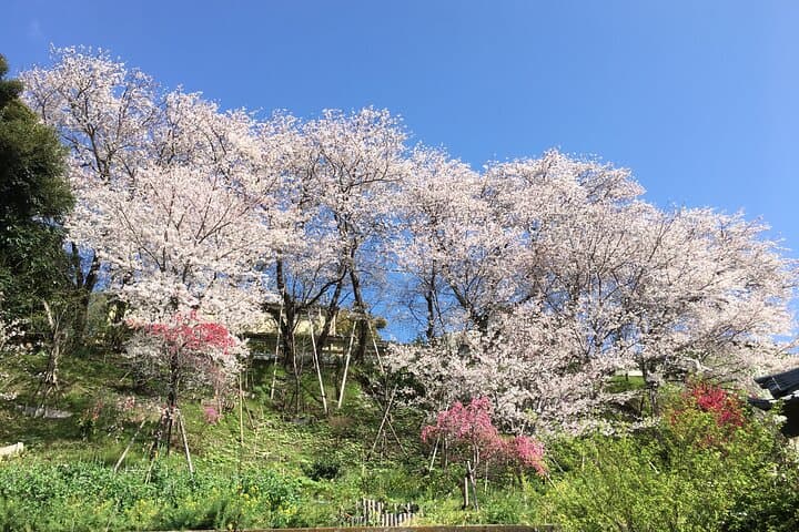 Experience a day Like a Local: Miso-soup Making & Sakura Viewing — photo 17