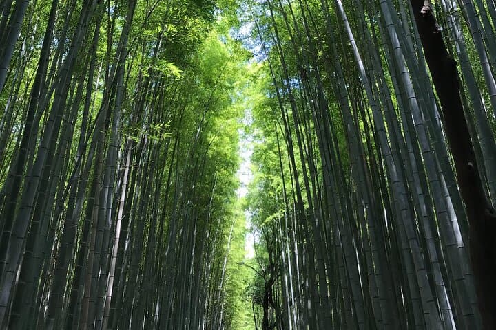 Kyoto Arashiyama Tour: Iconic Sights and Hidden Treasures — photo 2