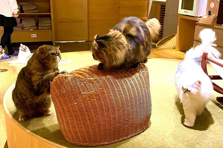 Tokyo: Gotokuji Lucky Cat Temple, Shinjuku Cat Cafe, 3D Giant Cat — photo 7
