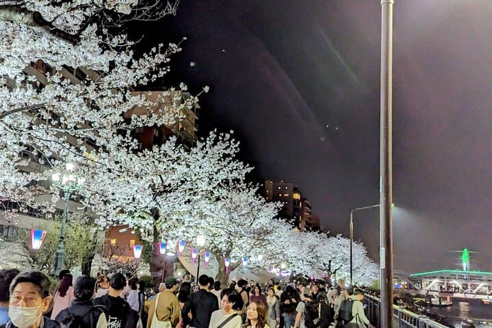 Asakusa: Night viewing of cherry blossom — photo 11