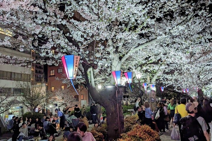 Asakusa: Night viewing of cherry blossom — photo 14
