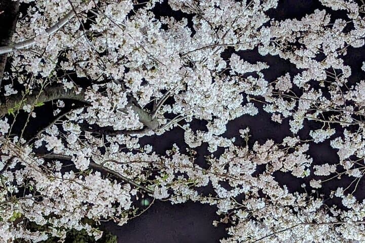 Asakusa: Night viewing of cherry blossom — photo 15
