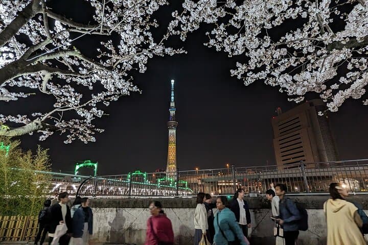 Asakusa: Night viewing of cherry blossom — photo 8