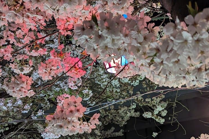 Asakusa: Night viewing of cherry blossom — photo 4