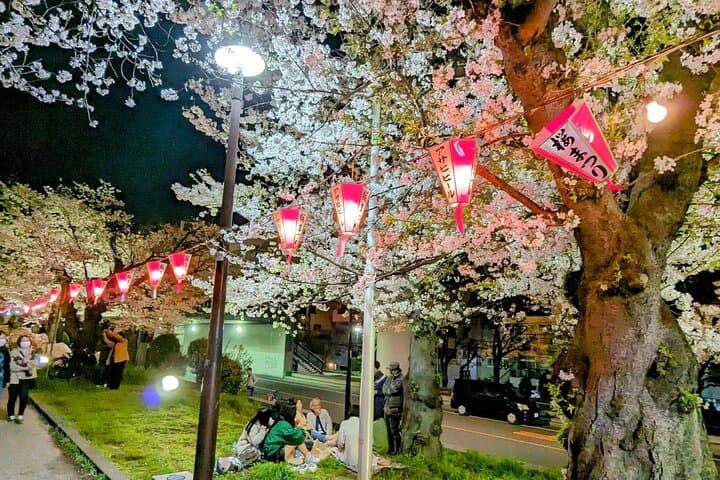 Asakusa: Night viewing of cherry blossom — photo 5