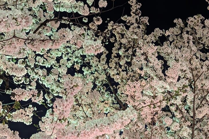 Asakusa: Night viewing of cherry blossom — photo 7