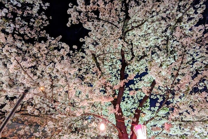 Asakusa: Night viewing of cherry blossom — photo 16