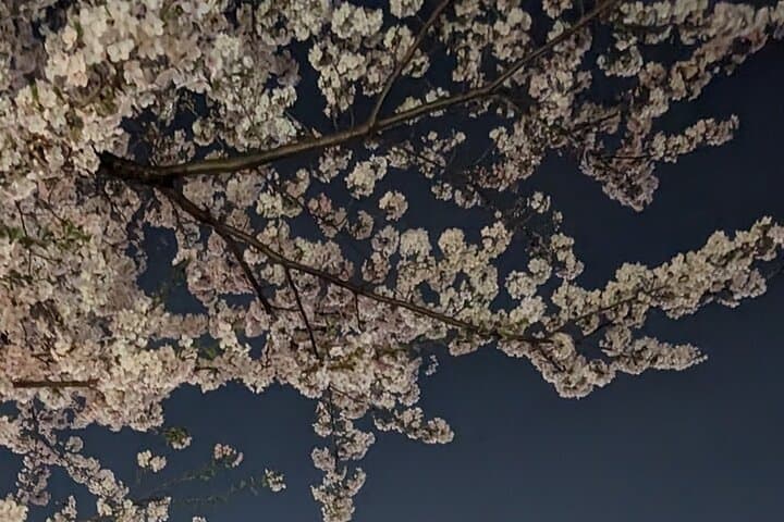 Asakusa: Night viewing of cherry blossom — photo 17
