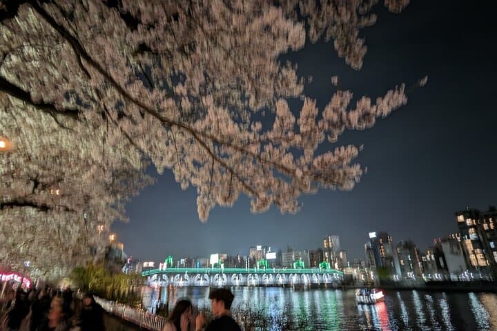 Asakusa: Night viewing of cherry blossom — photo 6