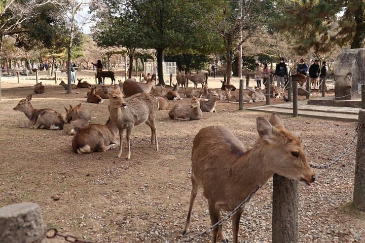 Nara Walking Day Tour with Spanish Speaking Guide — photo 6