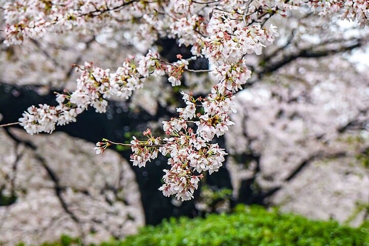 16 Days Japan and China Discovery Private Guide — photo 6