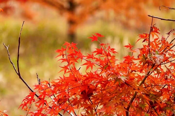 5 Days Japan Private Tour Around Hokkaido — photo 12