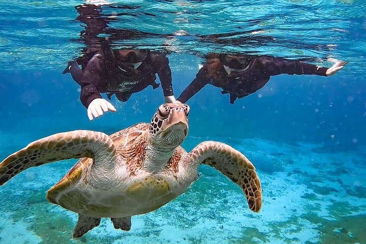 Okinawa Miyako Sea turtle Snorkeling Free Pick up and Drop off — photo 9