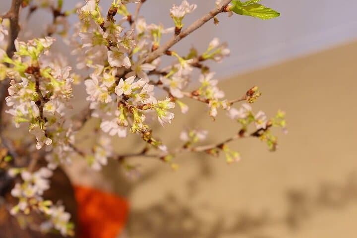 【Kyoto Arashiyama】Cafe with 4 different foot baths and foot massage 15 minutes — photo 10