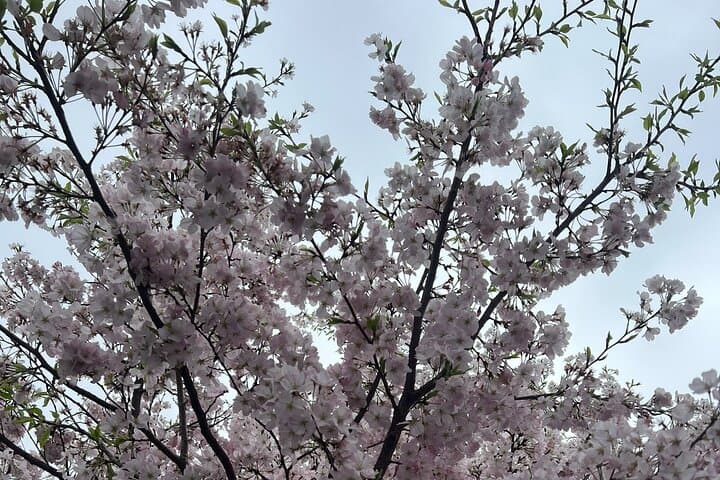 Cherry Blossom Viewing from a Boat: Tour in Yokohama Minato Mirai — photo 5
