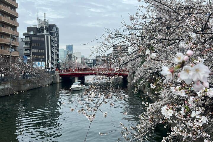 Cherry Blossom Viewing from a Boat: Tour in Yokohama Minato Mirai — photo 6