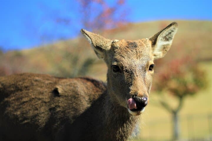 Nara With a Licensed Guide — photo 7
