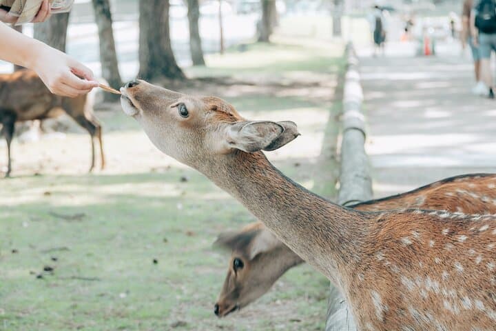 Shore Excursion Kobe — photo 9