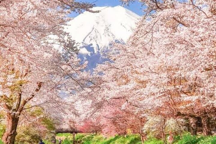 Tokyo To Mount Fuji Private English Guided Day Tour — photo 13