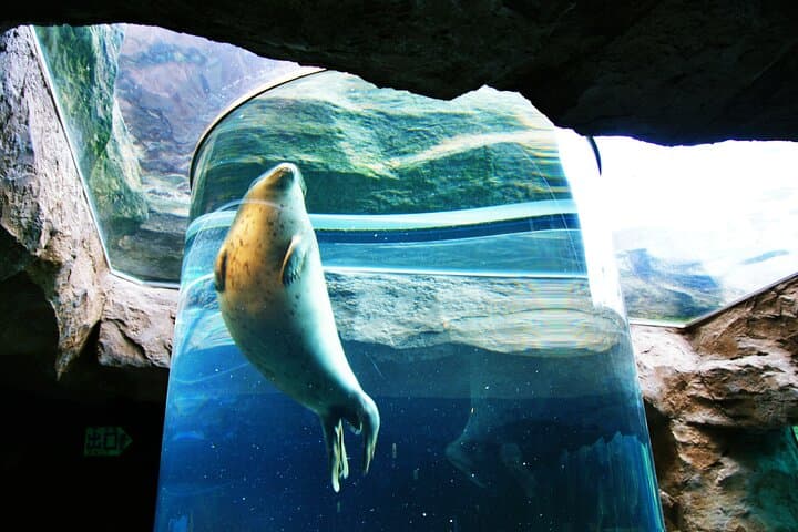 Exploring Asahiyama Zoo Biei Blue Pond Flower Fields of Furano — photo 2