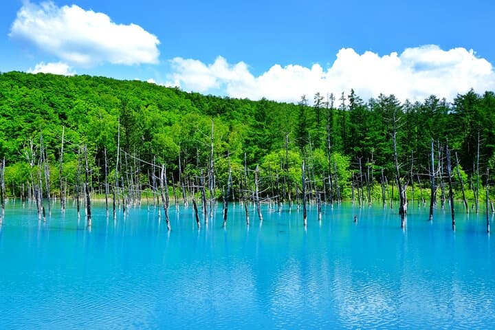 Exploring Asahiyama Zoo Biei Blue Pond Flower Fields of Furano — photo 3
