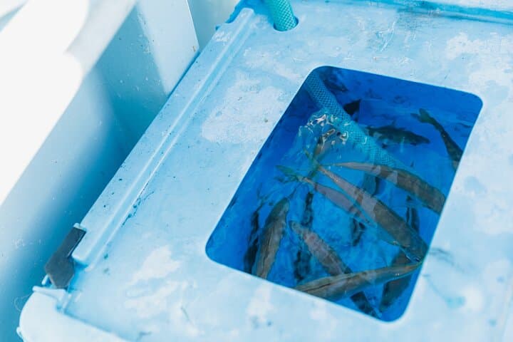 Fishing Tour Experience in Heda Numazu Shizuoka — photo 9