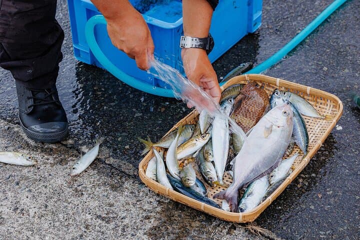 Fishing Tour Experience in Heda Numazu Shizuoka — photo 12