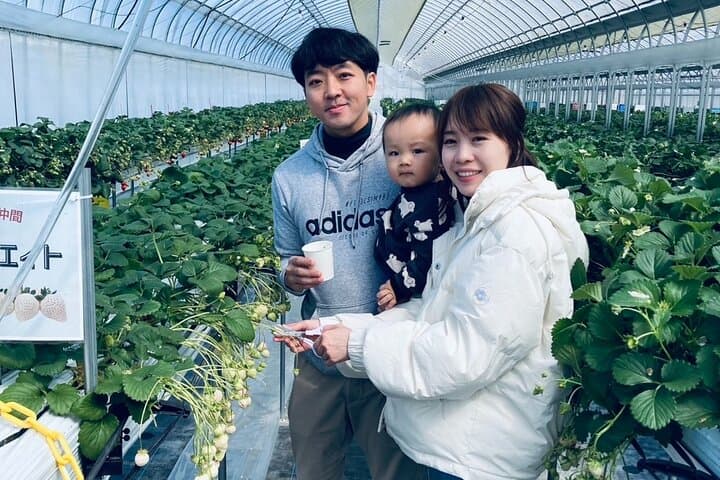 All You Can Eat Strawberry Picking in Izumisano Osaka — photo 3