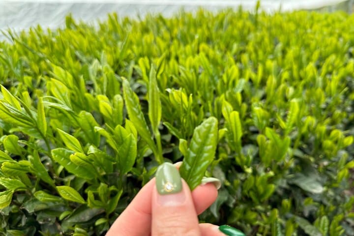 7 Hours Private Guided Tour Uji and Wazuka Matcha Farm — photo 3