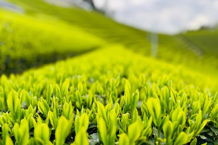 Uji and Wazuka Matcha Farm Half Day Private Guided Tour — photo 3