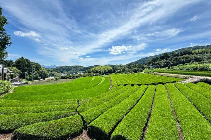 Uji and Wazuka Matcha Farm Half Day Private Guided Tour — photo 6
