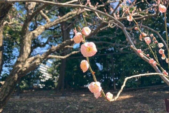 Tokyo Private Tour: Imperial Palace East Gardens&Edo Castle Ruins — photo 15