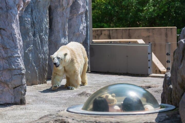 2026 Biei Blue Pond "Aoi-Ike", Asahiyama Zoo and Farm Tomita — photo 13