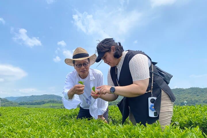 Fujikawachi Tea Fields Walking Tour and Learn Yamaguchi Tea — photo 4