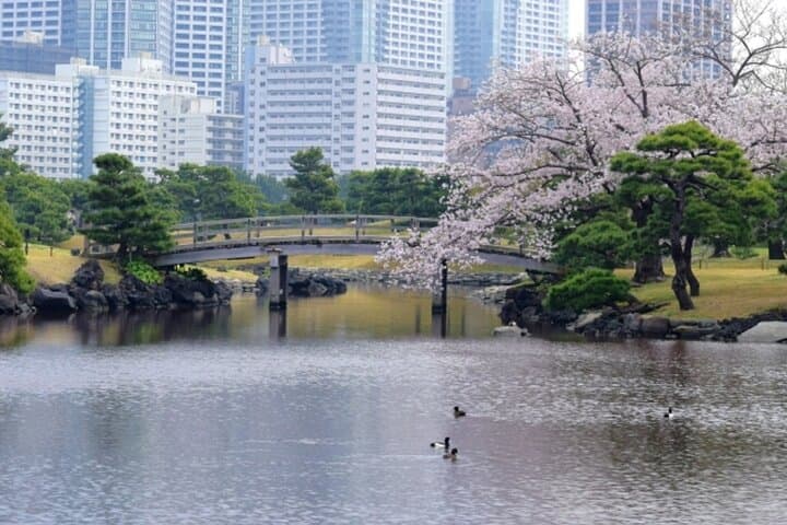 Cherry Blossom and Sakura Garden Dinner Tokyo Tour — photo 6