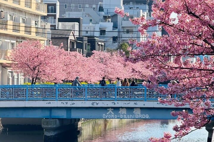 Tokyo City Cherry Blossom Private Sightseeing Tour — photo 7