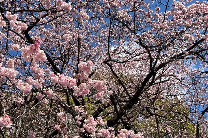 Tokyo City Cherry Blossom Private Sightseeing Tour — photo 9