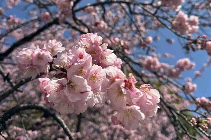 Tokyo City Cherry Blossom Private Sightseeing Tour — photo 10