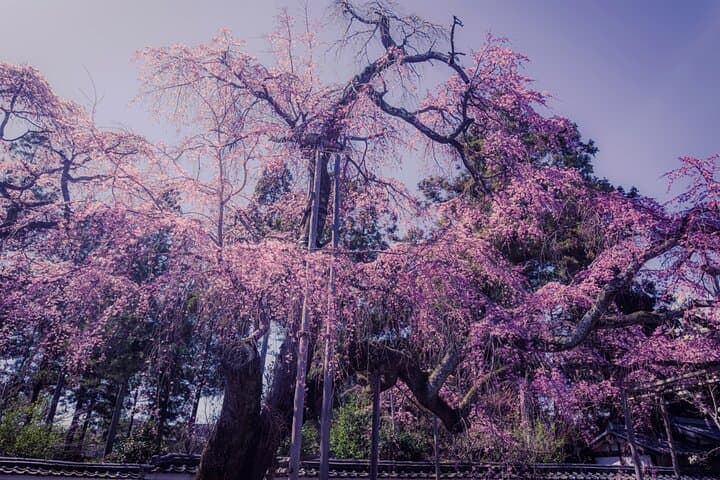 Kyoto Highlights & Hidden Gems in Nature (Private Van Eng-Guide) — photo 18