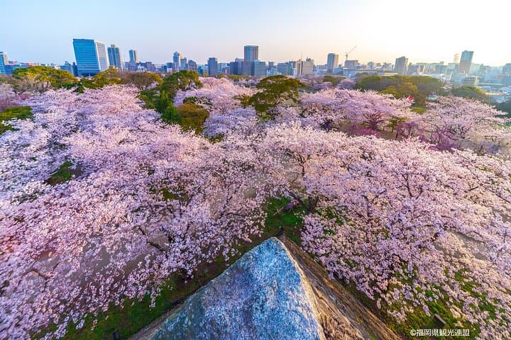 Fukuoka: Hakata Half Day Shared Tour ~Sightseeing with Coffee~