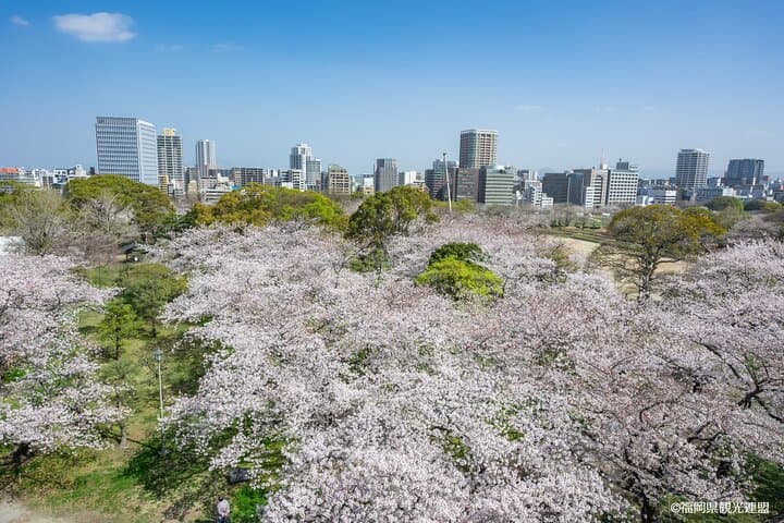 Fukuoka: Hakata Half Day Shared Tour ~Sightseeing with Coffee~ — photo 8
